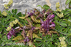 Quirlblättriges Läusekraut (Pedicularis verticillata) (F195357)