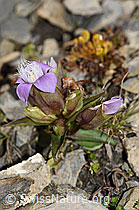 Feld-Enzian (Gentiana campestris) (F195361)