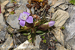 Feld-Enzian (Gentiana campestris) (F195362)