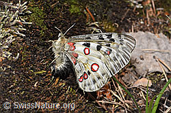 Apollofalter (Parnassius apollo) (F209991) Apollofalter (Parnassius apollo) (F209991)