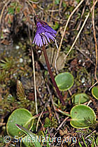 Grosses Alpenglöckchen (Soldanella alpina) (F210016) Grosses Alpenglöckchen (Soldanella alpina) (F210016)