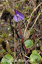 Grosses Alpenglöckchen (Soldanella alpina) (F210017) Grosses Alpenglöckchen (Soldanella alpina) (F210017)