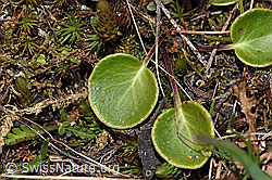 Grosses Alpenglöckchen (Soldanella alpina) (F210018) Grosses Alpenglöckchen (Soldanella alpina) (F210018)