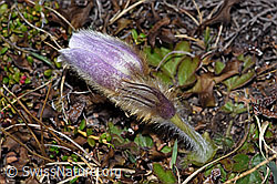 Pulsatilla vernalis (F210025)