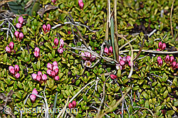 Loiseleuria procumbens (F210033)