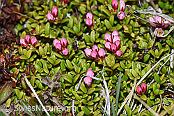 Loiseleuria procumbens (21.05.2022, F210034)
