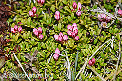 Loiseleuria procumbens (F210035)