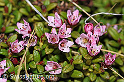 Loiseleuria procumbens (F210058)