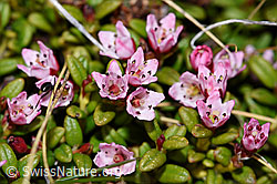 Loiseleuria procumbens (21.05.2022, F210059)