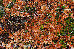 Immergrüne Bärentraube (Arctostaphylos uva-ursi) (F210082) Immergrüne Bärentraube (Arctostaphylos uva-ursi) (F210082)