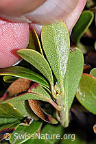Immergrüne Bärentraube (Arctostaphylos uva-ursi) (F210086) Immergrüne Bärentraube (Arctostaphylos uva-ursi) (F210086)