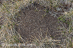 Formica exsecta (F210090)