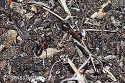 Formica exsecta (F210092)