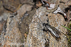 Dolerus nitens (F210104)