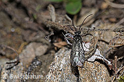 Dolerus nitens (21.05.2022, F210105)