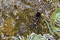 Anechura bipunctata (F210128)