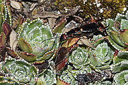 Anechura bipunctata (21.05.2022, F210129)