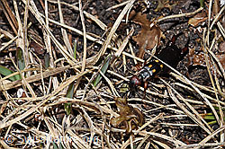 Anechura bipunctata (F210160)