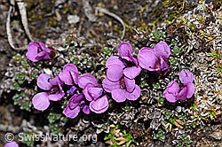 Gegenblättriger Steinbrech (Saxifraga oppositifolia) (F210164) Gegenblättriger Steinbrech (Saxifraga oppositifolia) (F210164)