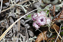 Antennaria dioica (F210166)
