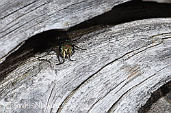 Chrysura hirsuta (Golden wasp) (F210182)