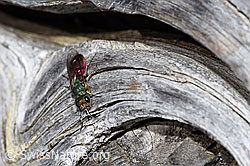 Chrysura hirsuta (Golden wasp) (F210186)