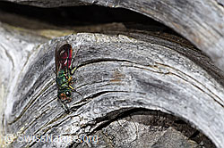 Chrysura hirsuta (Golden wasp) (F210187)