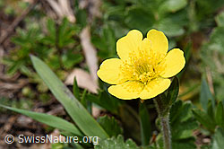 Gemeine Berg-Nelkenwurz (Geum montanum) (F210198)