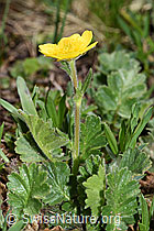 Gemeine Berg-Nelkenwurz (Geum montanum) (F210201)