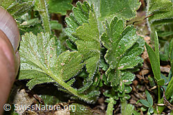 Gemeine Berg-Nelkenwurz (Geum montanum) (F210203)