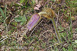 Pulsatilla vernalis (F210205)