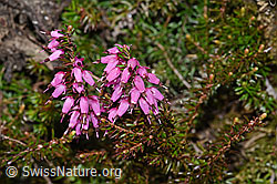 Photo: Erica carnea