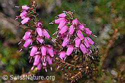 Photo: Erica carnea