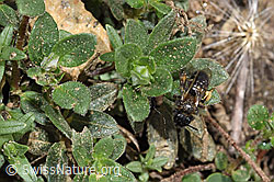 Halictus rubicundus (F210225)