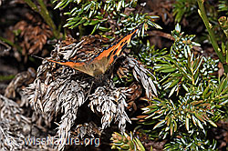 Aglais urticae (F210233)