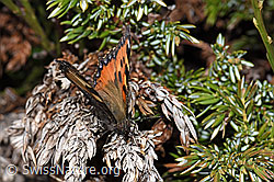 Aglais urticae (F210234)