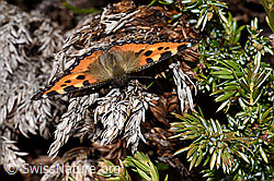 Aglais urticae (F210235)
