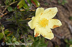 Pulsatilla alpina ssp. apiifolia (F210247) Pulsatilla alpina ssp. apiifolia (F210247)