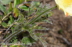 Pulsatilla alpina ssp. apiifolia (F210249) Pulsatilla alpina ssp. apiifolia (F210249)