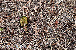 Feld-Sandlaufkäfer (Cicindela campestris) (F210254)