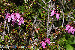 Photo: Erica carnea