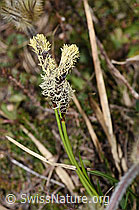 Frühlings-Segge (Carex caryophyllea) (F210259) Frühlings-Segge (Carex caryophyllea) (F210259)