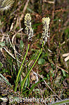 Frühlings-Segge (Carex caryophyllea) (F210260) Frühlings-Segge (Carex caryophyllea) (F210260)