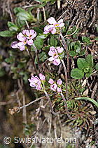 Foto: Fleischroter Mannsschild (Androsace puberula)
