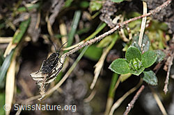 Dolerus nitens (F210278)
