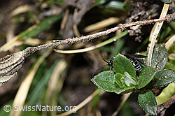 Dolerus nitens (F210282)