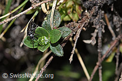 Dolerus nitens (F210284)