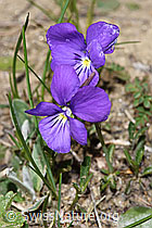 Langsporniges Stiefmütterchen (Viola calcarata) (F210293) Langsporniges Stiefmütterchen (Viola calcarata) (F210293)