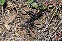 Frühlings-Wegwespe (Anoplius viaticus)