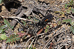 Frühlings-Wegwespe (Anoplius viaticus) mit Bärtiger Scheintarantel (Alopecosa accentuata) (F210299)